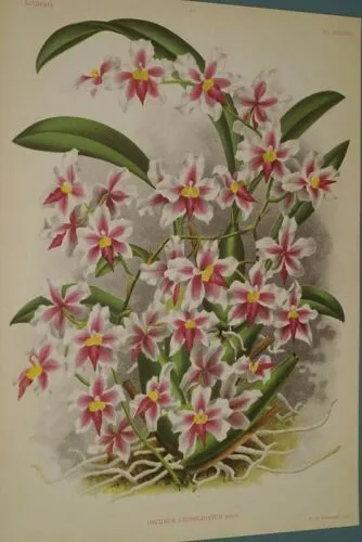 Lindenia Limited Edition Print: Oncidium Lamelligerum (Sienna and Yellow) Orchid Collector Art (B2)