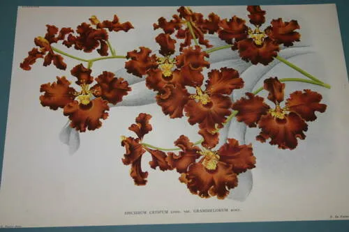 Lindenia Limited Edition Print: Oncidium Lamelligerum (Sienna and Yellow) Orchid Collector Art (B2)