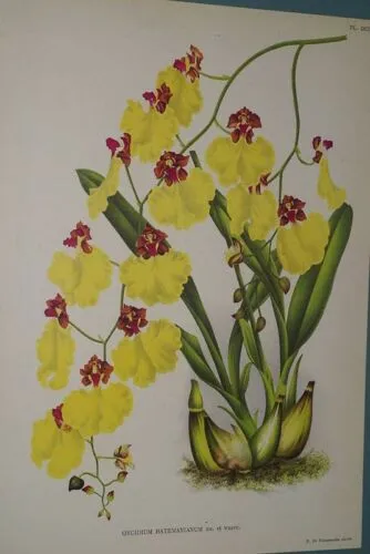 Lindenia Limited Edition Print: Oncidium Lamelligerum (Sienna and Yellow) Orchid Collector Art (B2)