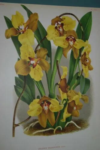 Lindenia Limited Edition Print: Oncidium Lamelligerum (Sienna and Yellow) Orchid Collector Art (B2)