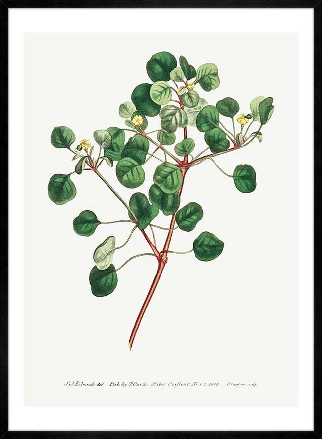 Manchineel Berry Botanical Print